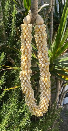 a bunch of corn hanging from a tree