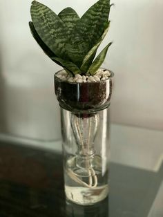 a plant in a glass vase on a table