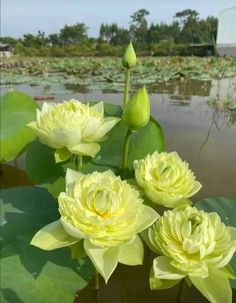 three yellow flowers sitting on top of a green leafy plant in front of water