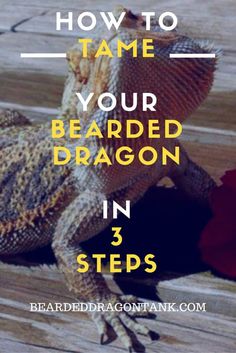 a bearded dragon with the words how to tame your bearded dragon in 3 steps on it