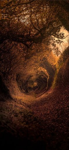 a tunnel in the woods with leaves on the ground and trees growing out of it