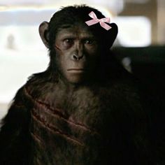 a close up of a monkey with a piece of pink tape on it's head