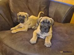 two dogs are laying down on a brown leather chair with their eyes open and one is looking at the camera