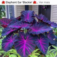 purple leaves are growing in front of a house