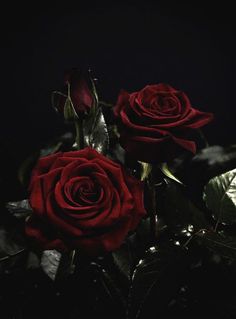 three red roses are sitting in the dark