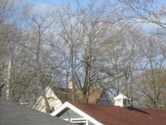 there are many trees in the background with no leaves on them, and one house is seen from across the street