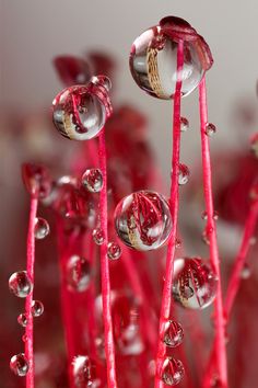 water droplets on red stems in front of a white wall