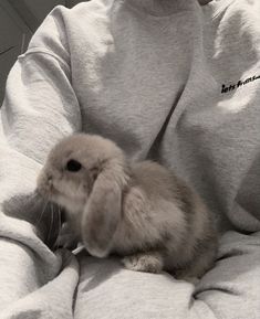 a small rabbit sitting on top of a person's lap while wearing a sweater