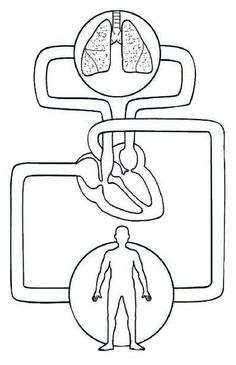 an outline drawing of the human body and its organs, including the heart, lungs, and livers