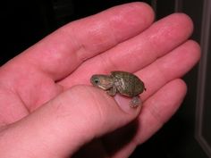 a small turtle sitting on top of someone's hand in the palm of their hand