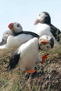 a group of birds sitting on top of a grass covered hill