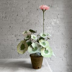 a potted plant with pink and white flowers on a table next to a brick wall