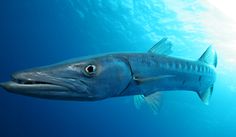 a fish swimming in the ocean with words below it that say belize barracua