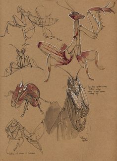 an image of some animals that are drawn in pencil and ink on brown paper,