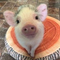 a small pig sitting on top of a wooden stool with an orange and white cover