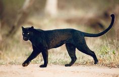 a black cat walking across a dirt road