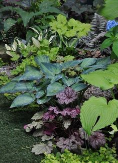 many different types of plants in a garden