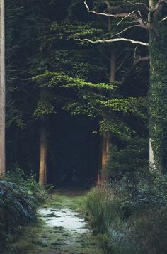 a path in the woods leading into a dark forest