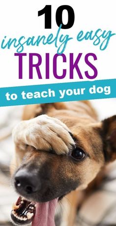 dog tricks training, dog tricks easy, training a labrador, dog parenting, best of dogs, labrador owners, dog lovers, Tricks To Teach Your Dog, Dog Tricks Easy, Dog Lover Quotes, Dog Tricks, Dog Grooming Tips, Dog Clothes Diy, Cute Dog Clothes, Easy Tricks