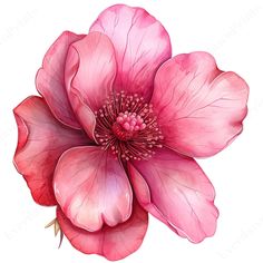 a pink flower on a white background