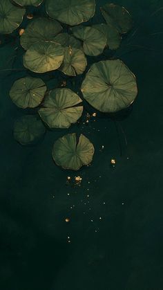 water lilies floating on top of a body of water with green leaves in it