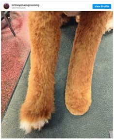 the legs and feet of a stuffed animal are seen in this photo taken on twitter