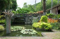 an outdoor garden with water lilies and palm trees