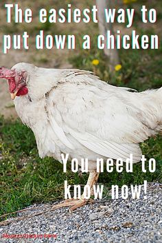 Sick chicken How To Trim Chickens Nails, Chicken Funny Humor Pictures, Chicken Outside Ideas, How To Humanely Kill A Chicken, How To Keep Chicken Run Clean, How To Catch A Chicken, How To Pluck A Chicken, All Things Chickens, Chicken Must Haves