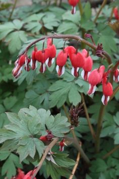 red berries are growing on the green leaves