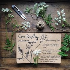 flowers and herbs are laid out on top of a piece of paper that says cow parsley