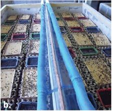 two rows of trays filled with different types of seeding plants and dirt on top of each other