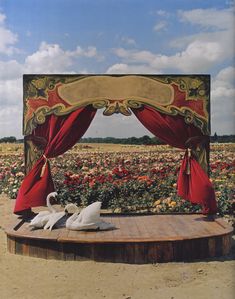 two white swans sitting on top of a wooden platform in the middle of a field