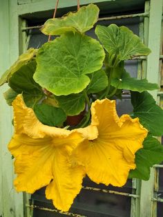 a potted plant with yellow flowers hanging from it's side