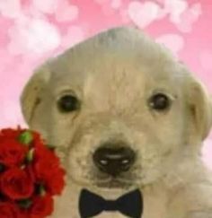 a dog with a bow tie holding a bouquet of roses