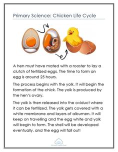 an animal and its eggs are shown in this text box with the words, primary science chicken life cycle