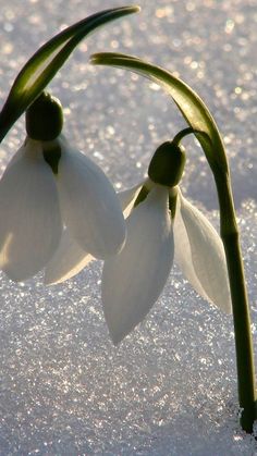 two white flowers with green stems in the snow