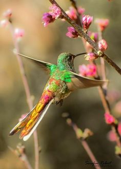 a hummingbird is perched on a branch with pink flowers