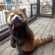 a raccoon standing on its hind legs in front of a caged area