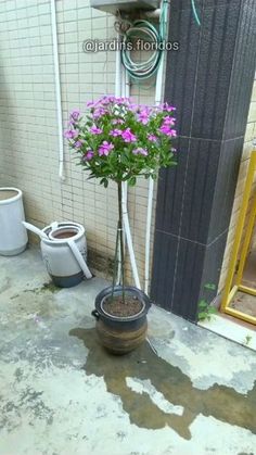 a potted plant sitting on the ground next to a wall with a mirror behind it