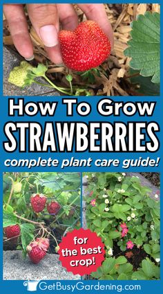 strawberry plants growing in a garden with growing fruit on the vine Strawberry Plant Care, Strawberries In Pots, Strawberries Growing, Strawberry Growing, Growing Strawberries In Containers, How To Grow Strawberries, Strawberries In Containers, Grow Strawberries, Vegetables In Pots