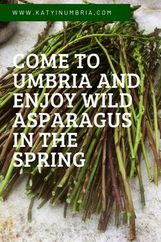 some plants that are on the ground with text overlay reading come to umbria and enjoy wild asparagus in the spring