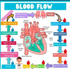 Blood Circulation Diagram, Cardiovascular Technologist, Coronary Circulation, Med School Study, Nurse Study, Medical Study, Brain Storming, Nursing 101