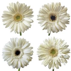 four white daisies on a white background