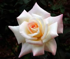 a pink and white rose with green leaves in the background