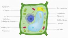 the structure of a plant cell with labeled labels on each side and labelled diagram below