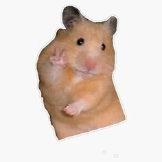 a brown hamster standing on its hind legs