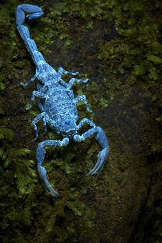 a blue scorpion sitting on top of a moss covered rock