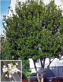 a tree with white flowers in front of a house and an image of a car