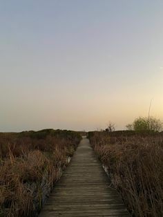 a wooden walkway in the middle of tall grass