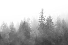 black and white photograph of fog in the forest with trees on either side by itself